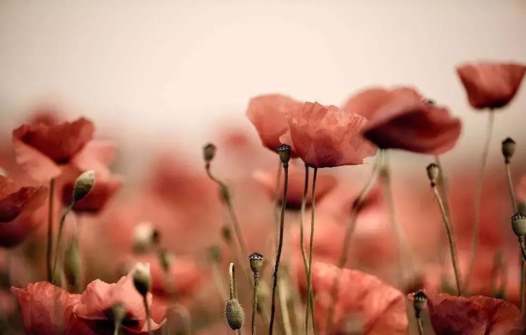 火狐电竞:通常研究生揭晓小论文查重率要求是几多?(图2) 火狐电竞官网