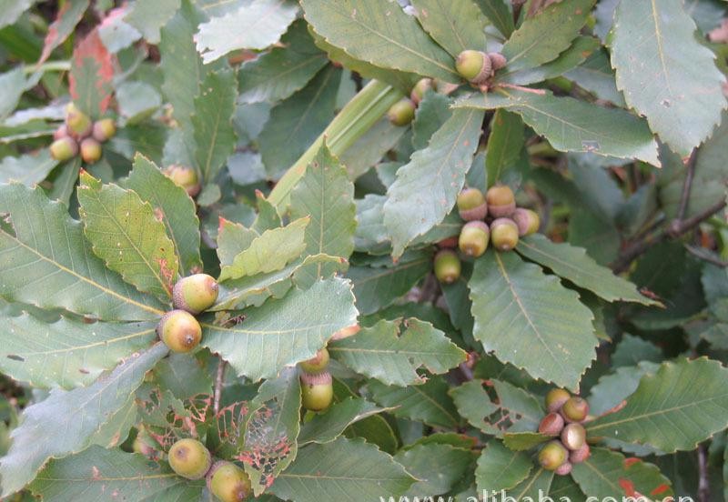 电子竞技行业中的粉丝经济_火狐电竞官网(图3) 火狐电竞