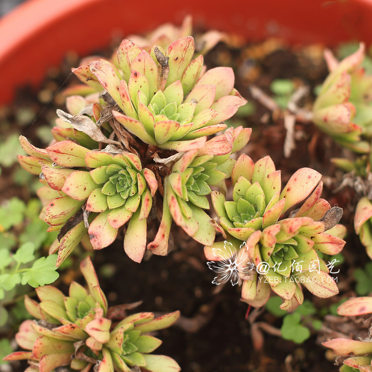 火狐电竞官方网站|玄彬-孙艺珍主演《爱的迫降》本周停播 将播出特辑(图4) 火狐电竞官网