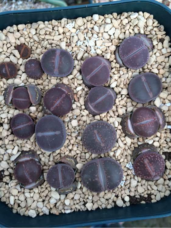 【招聘通告】新华社中国经济信息社内蒙古分公司招聘分析师【火狐电竞】(图1) 火狐电竞官方网站