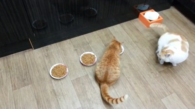 关于现金股利与公司治理的契合——基于代理理论-火狐电竞官方网站(图3) 火狐电竞官网