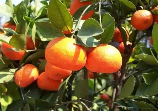 火狐电竞官网